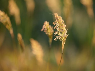 Gün batımında çimenler kapanıyor. Sığ DOF.