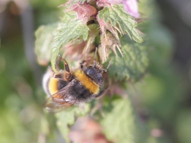 Avrupa Honneybee 'si Kuzey Portekiz çayırlarından gelen yabani ısırgan otlarından polen ve nektar topluyor.