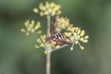 Kuzey Portekiz çayırlarından gelen yabani sarı çiçeklerdeki Avrupa eşekarısı