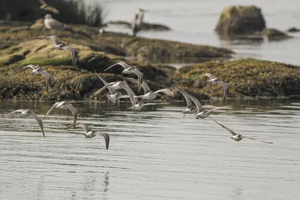 stock image Flock of sandpipers in flight over Douro river, north of Portugal