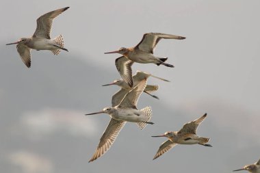 Kuzey Portekiz 'e yakın uçuştaki kum düdükçüsü sürüsü..