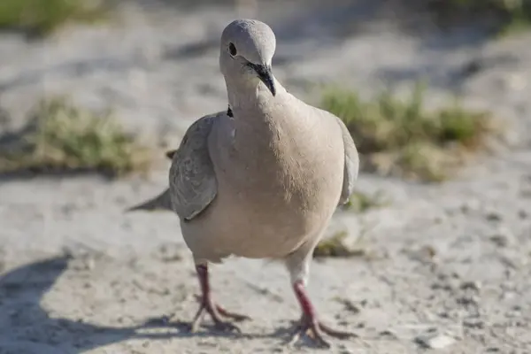 stock image Turkish dove close-up, north of Portugal.