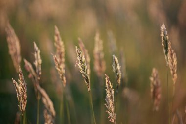 Günbatımında Portekiz 'in kuzeyindeki bir otlaktan