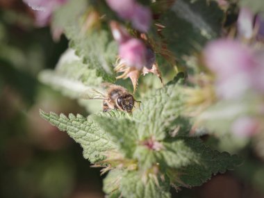 Avrupa Honneybee 'si Kuzey Portekiz çayırlarından gelen yabani ısırgan otlarından polen ve nektar topluyor.