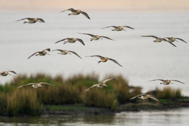 Çulluk kuzeyinde Portekiz Douro Nehri üzerinde uçuş sürüsü