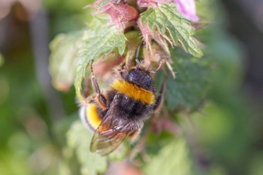 Avrupa Honneybee 'si Kuzey Portekiz çayırlarından gelen yabani ısırgan otlarından polen ve nektar topluyor.