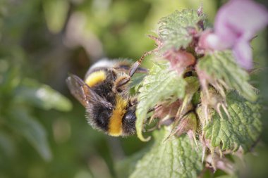 Avrupa Honneybee 'si Kuzey Portekiz çayırlarından gelen yabani ısırgan otlarından polen ve nektar topluyor.