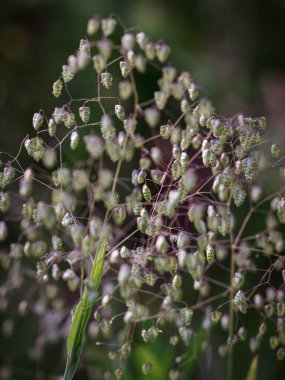 Kuzey Portekiz çayırlarından çan otu. Gece yarısı ışığı..