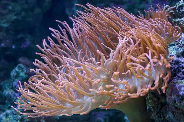 stock image Beautiful sea red anemone closeup