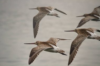 Çulluk kuzeyinde Portekiz Douro Nehri üzerinde uçuş sürüsü