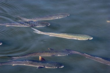 Douro nehri büyük kefal balığı sürüsü