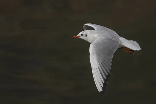 stock image Closeup of a beautiful tern in flight over Douro river, north of Portugal