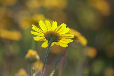 Günbatımında kuzey Portekiz çayırlarından güzel bir yabani çiçek