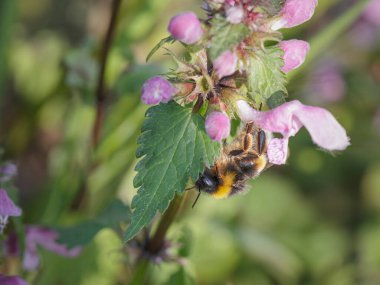 Avrupa Honneybee 'si Kuzey Portekiz çayırlarından gelen yabani ısırgan otlarından polen ve nektar topluyor.