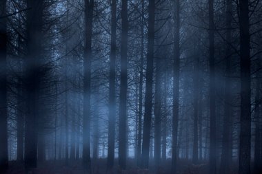 Alacakaranlıkta ürkütücü ve karanlık sisli orman