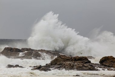 Deniz dalgası sıçraması. Kuzey Portekiz kayalık kıyıları. Kış akşamı ışığı.