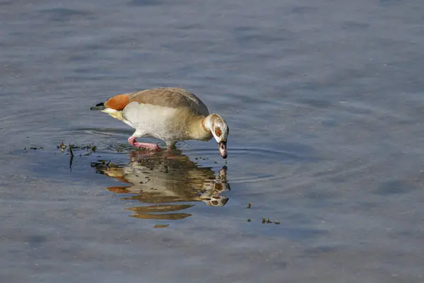 stock image Douro river egyptian goose eating algae during low tide, north of Portugal.