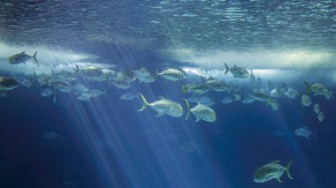 Xareu shoal passing by. Aquarium photo. clipart