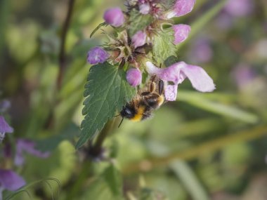 Avrupai bir arı, yabani çiçeklerden polen ve nektar emiyor.