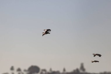 Portekiz 'in kuzeyindeki Douro nehrinin üzerinde uçan iki çift Mısırlı kaz. Sabahın erken saatlerinde.