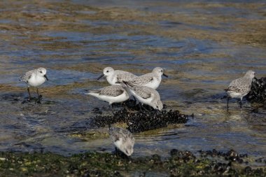 Yiyecek arayan küçük, güzel kumkuşları. Alçak gelgit sırasında kuzey Portekiz kayalık kıyıları. - Yakın çekim. Sabah ışığı.