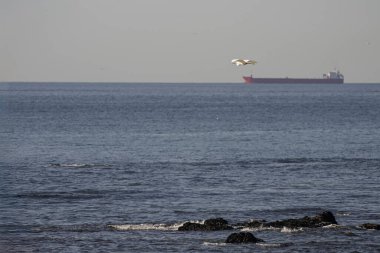 Deniz üzerinde uçan küçük beyaz balıkçıl. Huzurlu bir sabahta Kuzey Portekiz kıyıları.