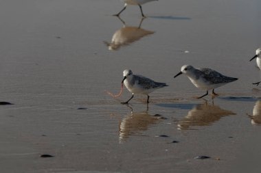 Sanderling running away with a freshly caught worm from the rest of his flock who are chasing him to steal the worm. Northern portuguese coast. clipart