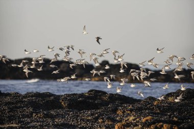 Portekiz 'in kuzey kıyısındaki midyeler, uçurumlar ve adalarla kaplı kayaların arasında uçan Sanderlingler. Sabah erkenden..