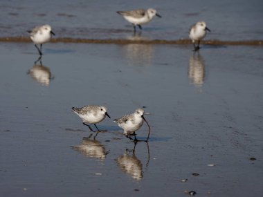 Sanderling, sürüsünün geri kalanından solucanı çalmak için onu kovalayan yeni yakalanmış bir solucanla kaçıyor. Kuzey Portekiz kıyıları.