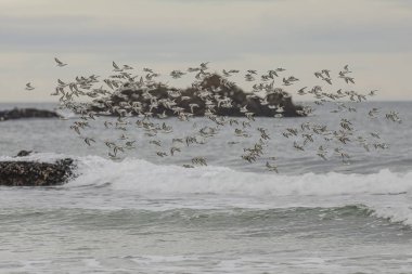 Sanderlings in flight among rocks covered with mussels, cliffs and islands on the north coast of Portugal. Early morning light. clipart