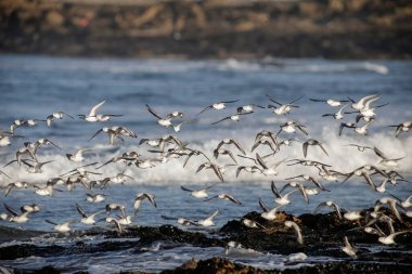 Portekiz 'in kuzey kıyısındaki midyeler, uçurumlar ve adalarla kaplı kayaların arasında uçan Sanderlingler. Sabah erkenden..