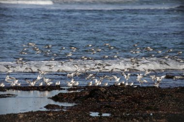 Sanderlings kuzey Portekiz kıyılarından gelen midyelerle kaplı kayaların üzerine iniyor..