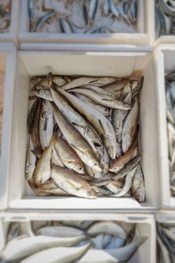 Portekiz 'in kuzey kıyısında bir kutu taze balık yakalandı.