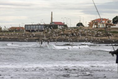 Sanderlings, Portekiz 'in kuzey kıyısından midyeler, uçurumlar ve balıkçılarla kaplı kayaların arasında uçuyor. Sabah erkenden..