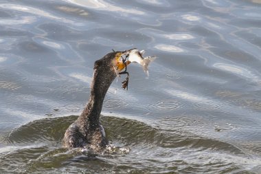 Douro nehri karabatağı tekir balığı yiyor..