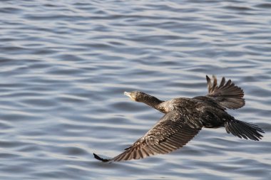 Big Douro nehri karabatağı su üzerinde uçuyor. - Yakın çekim. Portekiz 'in kuzeyi.