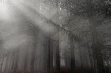 Alacakaranlıkta sisli orman. Peneda Geres Ulusal Parkı, Portekiz 'in kuzeyi.