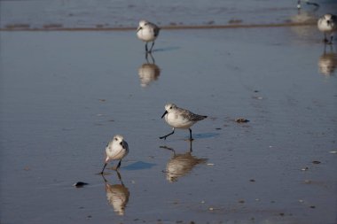 Sanderling, sürüsünün geri kalanından solucanı çalmak için onu kovalayan yeni yakalanmış bir solucanla kaçıyor. Kuzey Portekiz kıyıları.