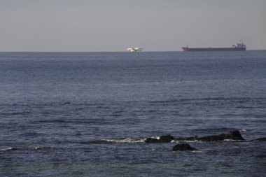 Akbalıkçıl denizde uçuyor. Kuzey Portekiz kıyıları ufukta ticari bir gemi görüyor..