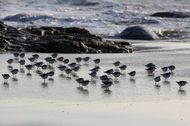 Dalgalar çekildiğinde ıslak kumda koşan sırtı ışıl ışıl kumrular.