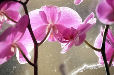 Romantik pembe orkide makrosu pencerenin üzerinde kar görüyor.