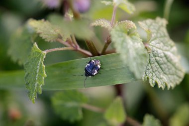 Kuzey Portekiz otlağından çok az siyah beyaz böcek yaklaşıyor.. 