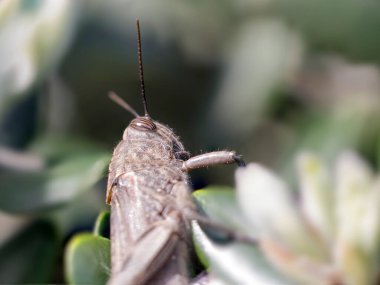 Kış boyunca büyük çekirge. Kuzey Portekiz.
