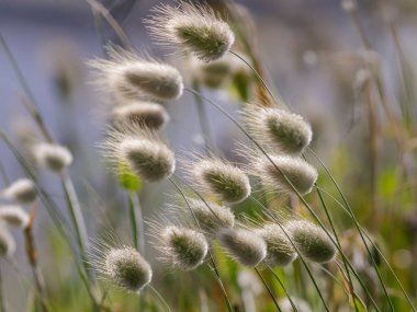 Kuzey Portekiz 'deki deniz kenarındaki çayırlardan bir grup tüylü ve tüylü yabani bitki..