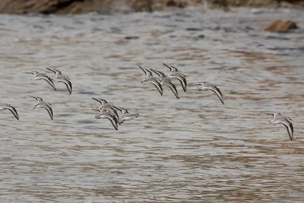 Kum yığını uçuyor. Dolapta. Kuzey Portekiz kıyıları.