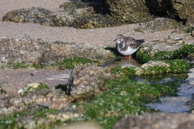 Güzel dönüm noktası. Kuzey Portekiz kayalık kıyıları.