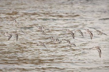 Kum yığını uçuyor. Kapanış konuşması. Kuzey Portekiz kıyıları.