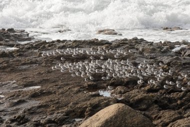 Gelgitler arasındaki kayalıklarda dinlenen kumkuşları sürüsü