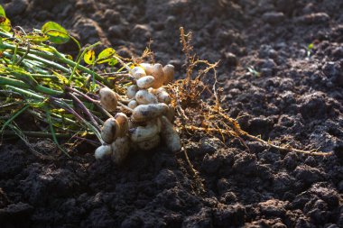 Kökleri olan taze fıstık bitkileri.