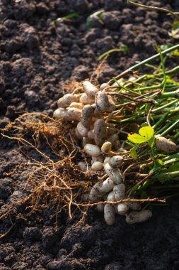 Kökleri olan taze fıstık bitkileri.